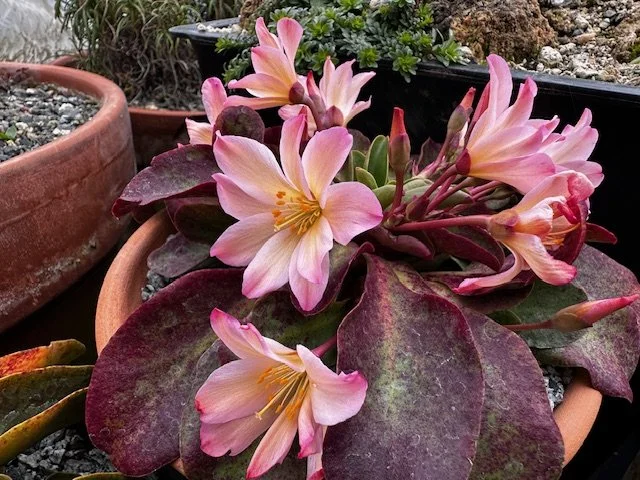 Hortlandia and the Spring Catalog — Illahe Rare Plants